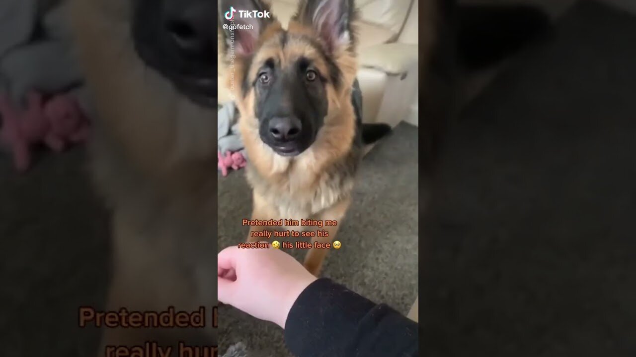 Wow! Very Good Baby Dogs -Cute And Funny Dog Videos Compilation #short