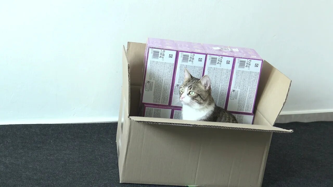 First I Saw a Tail, then I Saw the Cat It Belonged to