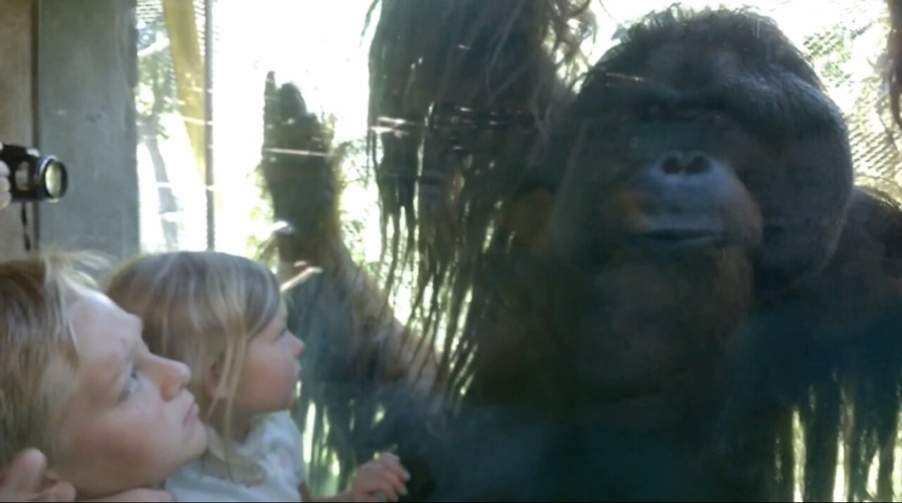 Orangutan Hangs Out With The Kids At Cameron Park Zoo