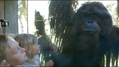 Orangutan Hangs Out With The Kids At Cameron Park Zoo