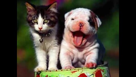 Cat e Dog Pet Videos Funny Dog Videos love Baby Dogs