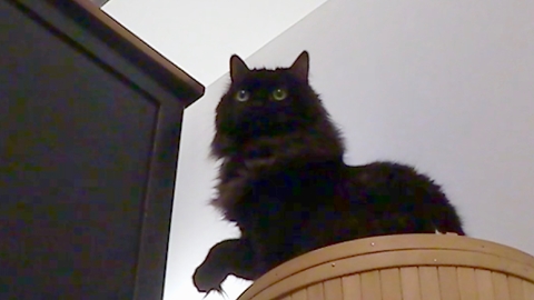 This Is Why Cats Sweep Your Desk Clean While You Are Gone