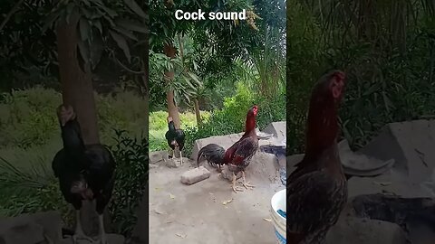 #cock sound#😃🤣