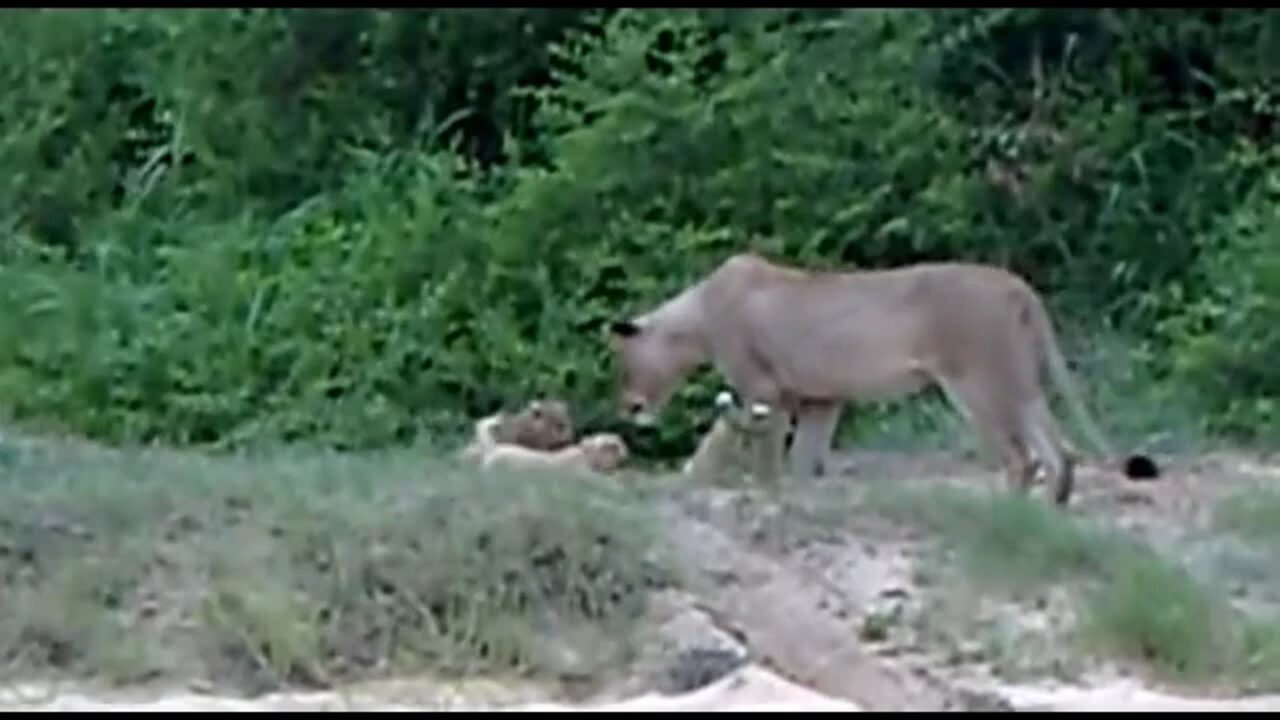 New Lion Cubs!