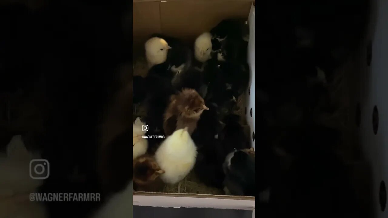 Guess what we got! #farmlife #babychicks #round2