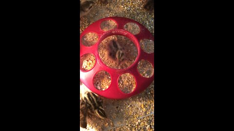 Cute baby quail in feeder, More baby quail chicks #3