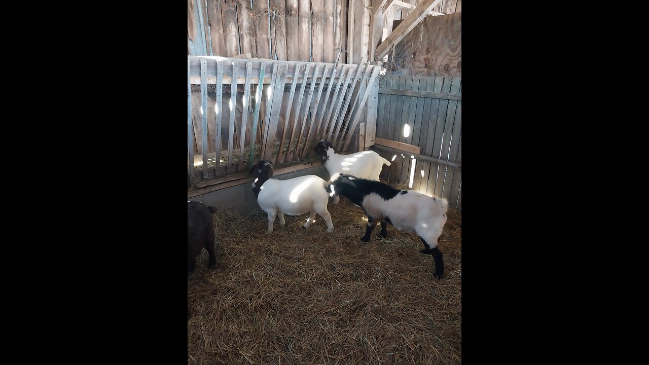 Black and white yearling boer billy goat