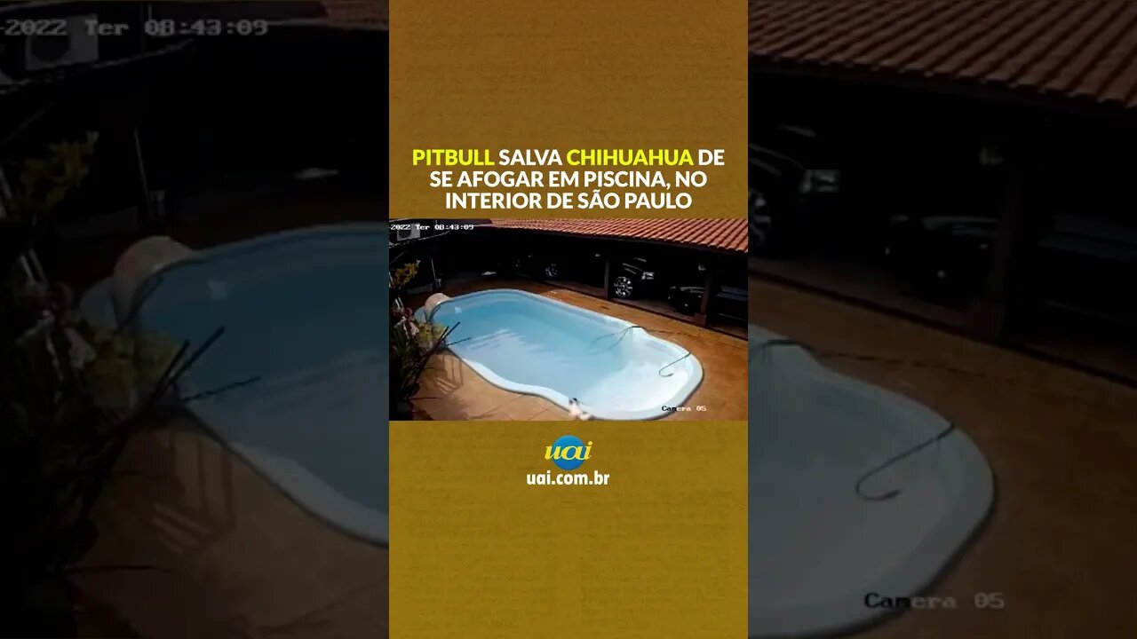 Vídeo de pitbull salvando um pequeno chihuahua viraliza na internet