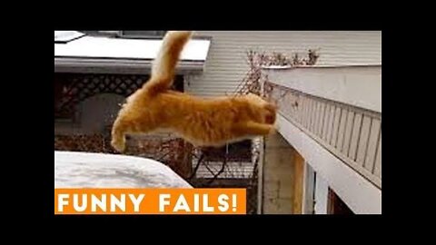 FUNNY ANIMAL VIDEOS COMPILATION