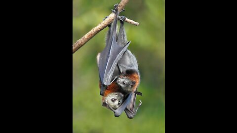 Have you seen a bat eating a banana?😮😮😯