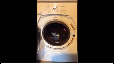 Funny Animals and Babies, Funny Cats and Dogs, Puppy Kittens, Cat in the Washing Machine