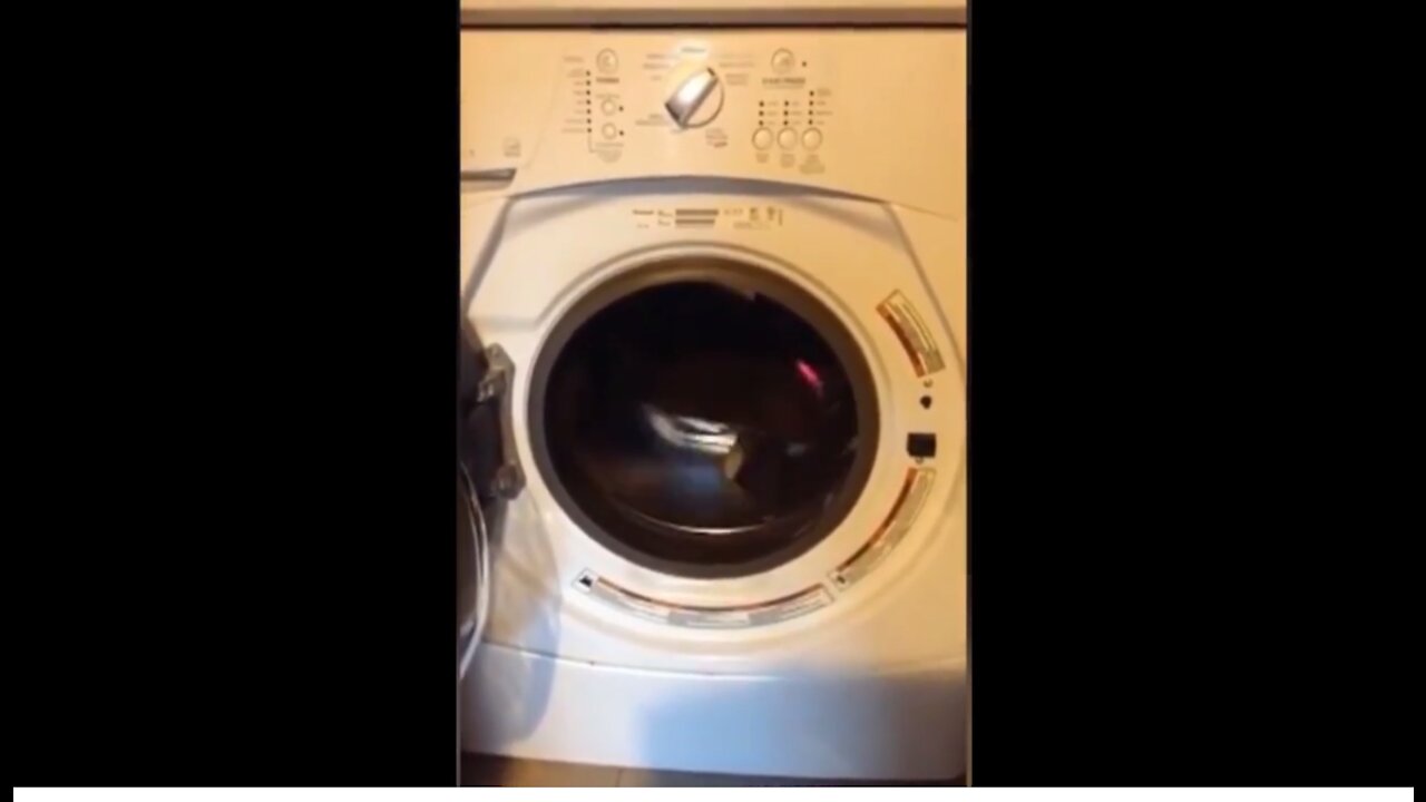 Funny Animals and Babies, Funny Cats and Dogs, Puppy Kittens, Cat in the Washing Machine