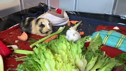 Baby Guinea pig first moments in her new home