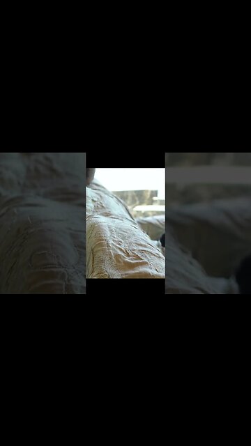 Забавный поединок: кролик против собачки