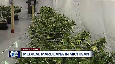 We're taking you inside a medical marijuana grow house in metro Detroit