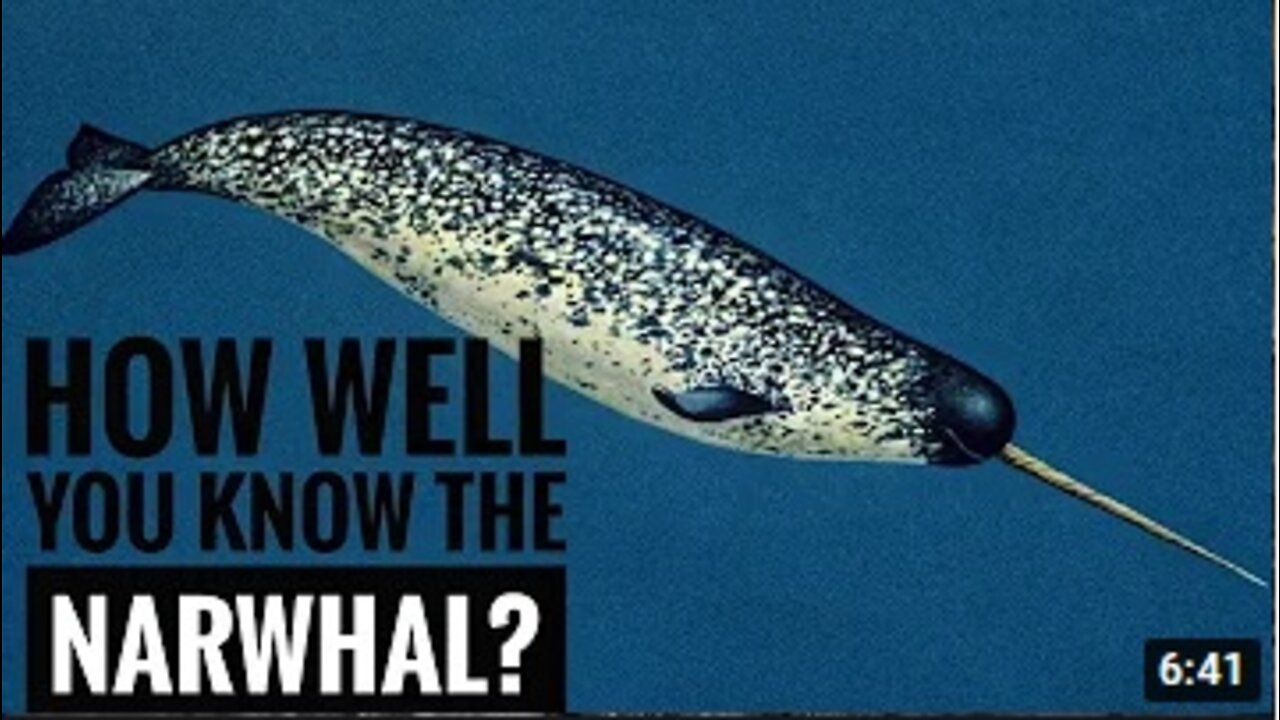 Narwhal || Description, Characteristics and Facts!