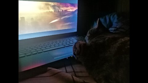 The cat is watching a movie