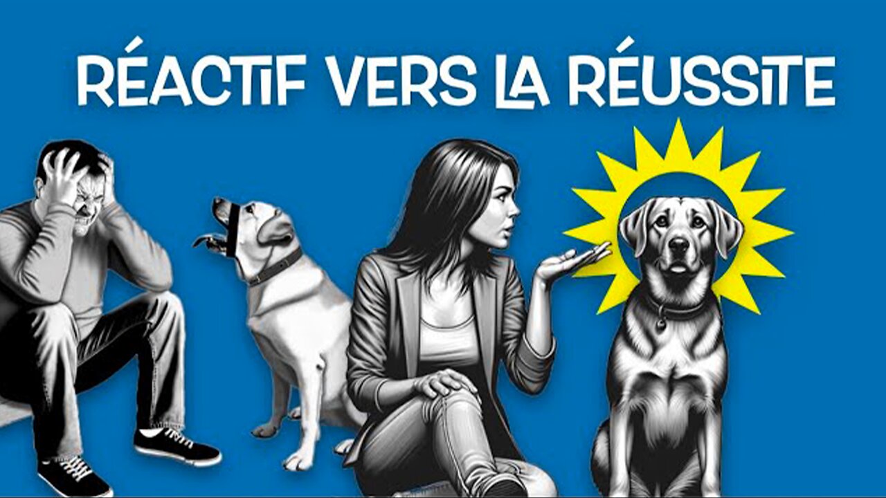 Comment entraîner son chien réactif