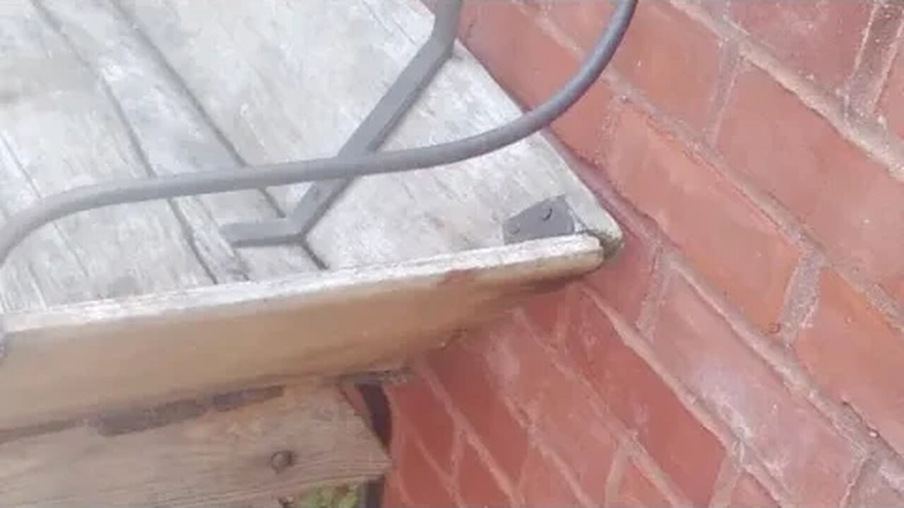 Walk Back From Yoga Habit 🦚🐙🥑