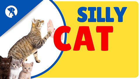 Silly cat