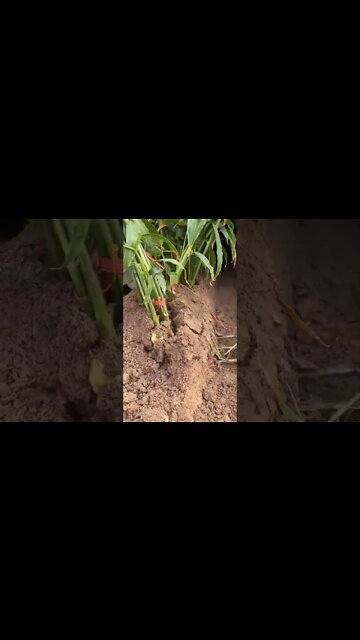 Most Amazing and trending video||relaxing your mind||trendig videos|| #shorts #trending #viral #live