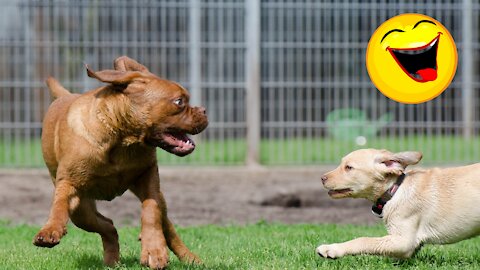 Funny Animals and Pets 2