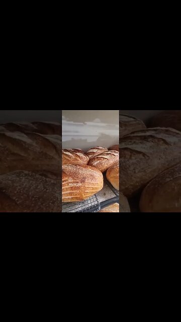 Taking out the goods...#sourdough #bread#healthynastikitchen #lievitomadre #bread #sourdoughbaking