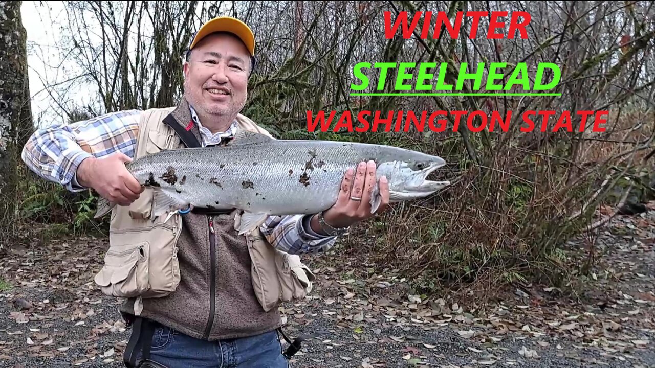 STEELHEAD Fishing Washington State Small River 🎣