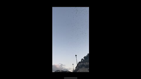 Freedom flying. 🕊