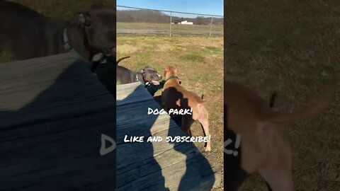 Dog park life! #shorts #viral #pitbull #dogs