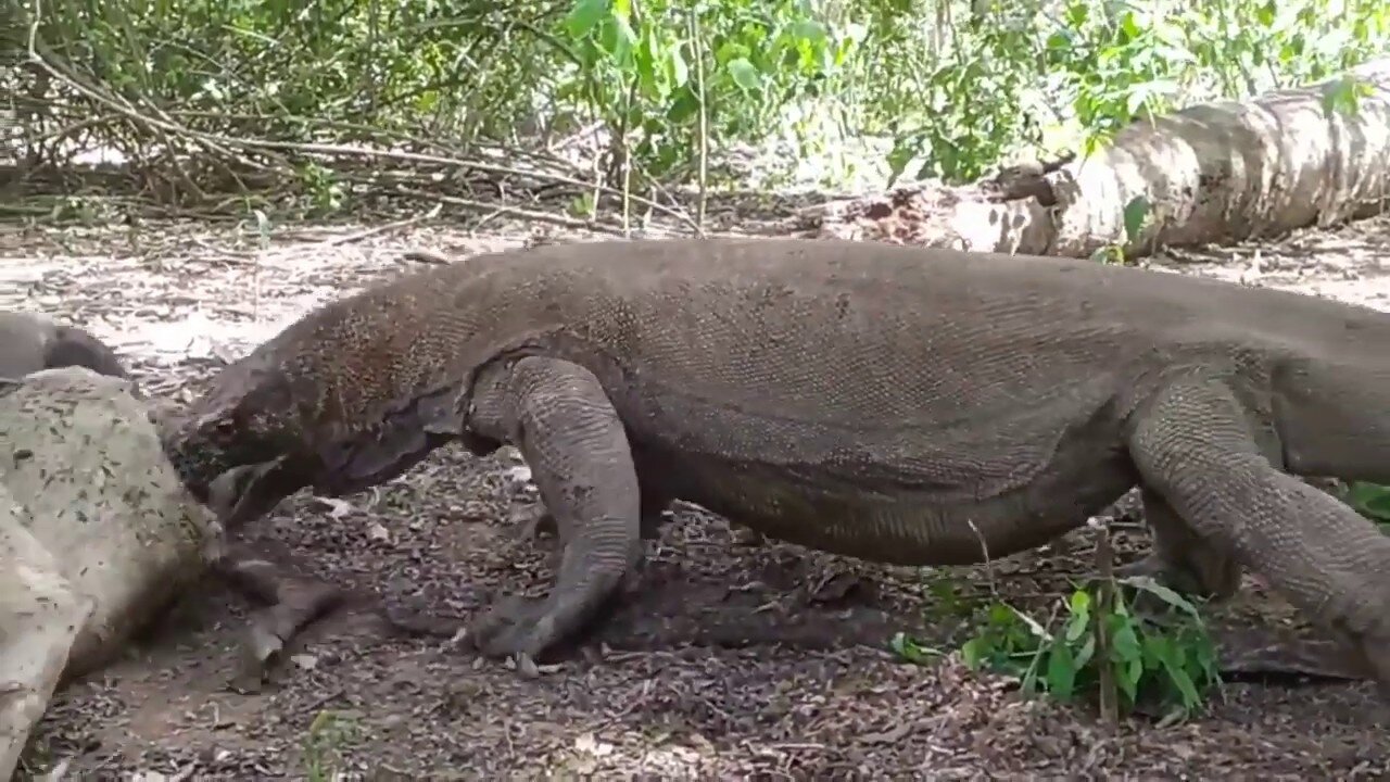 Komodo Dragons Attack and Eat Alive Deer