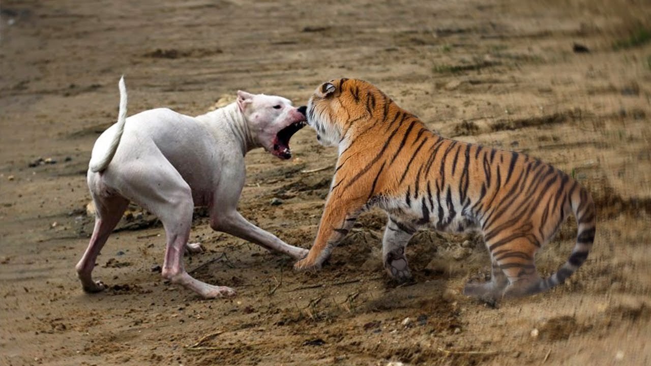 startling dogs with fake tiger prank