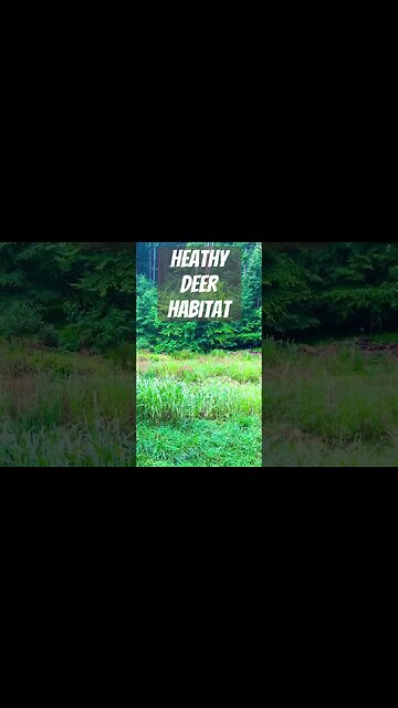 Oh deer, do you see them?