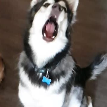 Husky And Shiba Inu Fail To Catch Treats In Slow Motion