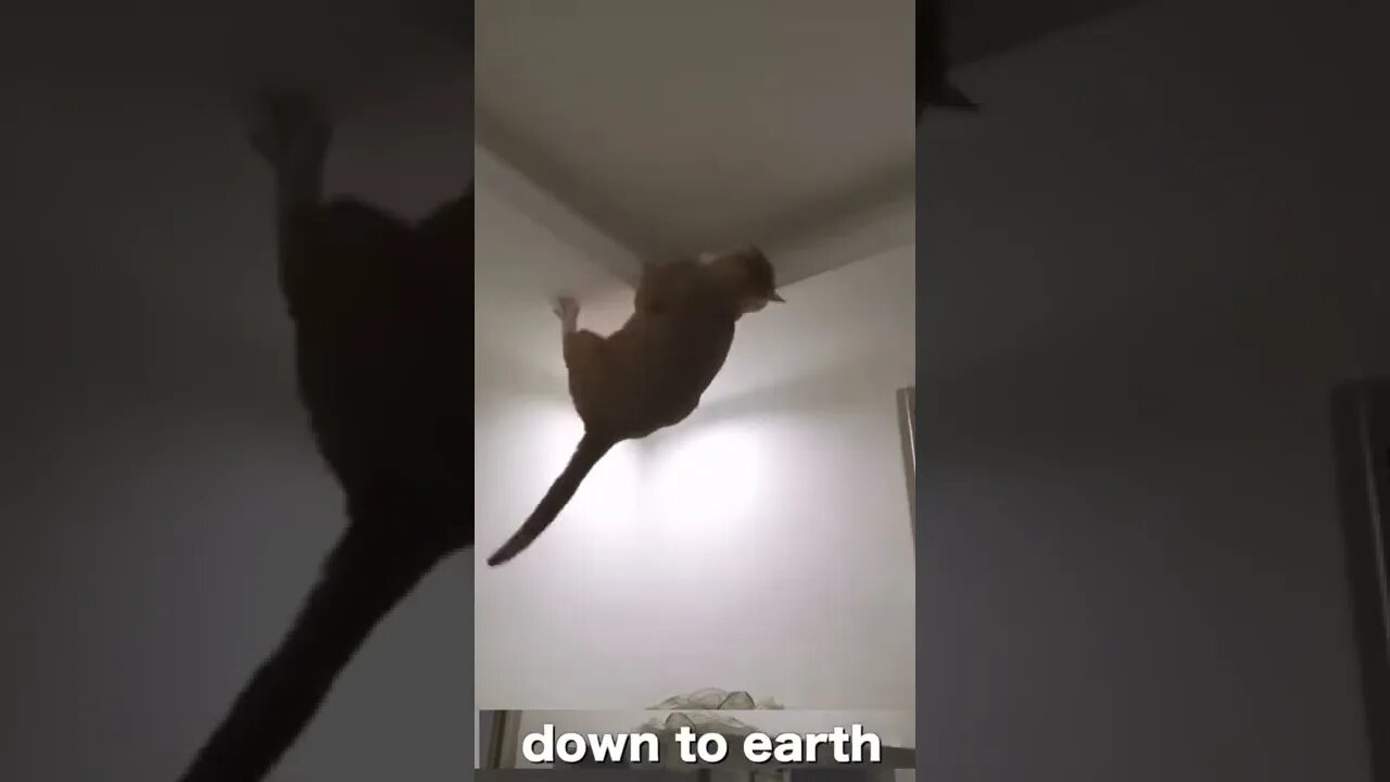 Funny cat pet talking in real funny human style