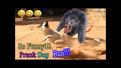 Fake Tiger Prank Dog No Run So Very Funny 2021