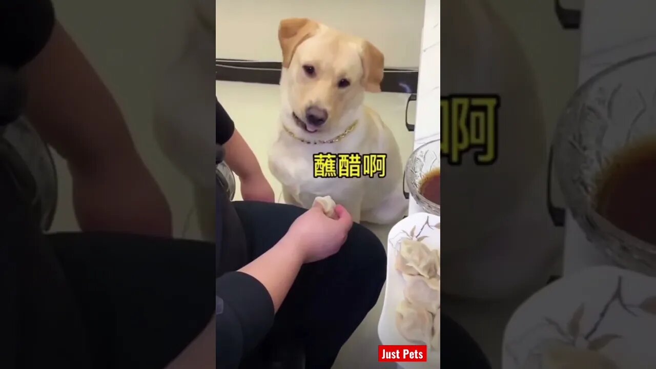 Put some sauce on it man #cute #tiktok #funnyanimals #viral #dog