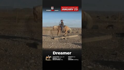 Dreamer! Offered on Ponybid.com 🐴𝐌𝐘 𝓓𝓻𝓮𝓪𝓶 𝓟𝓸𝓷𝔂 𝐒𝐇𝐎𝐖𝐂𝐀𝐒𝐄🐴 - online auction ending January 23rd!