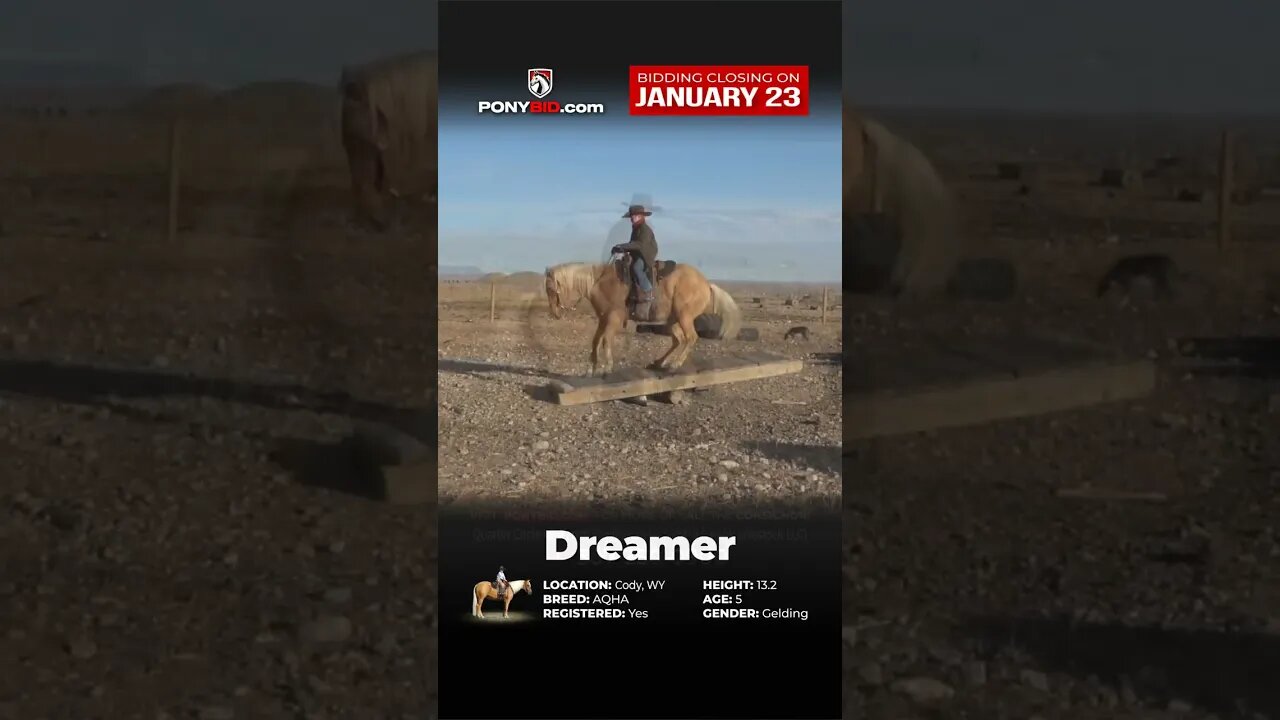 Dreamer! Offered on Ponybid.com 🐴𝐌𝐘 𝓓𝓻𝓮𝓪𝓶 𝓟𝓸𝓷𝔂 𝐒𝐇𝐎𝐖𝐂𝐀𝐒𝐄🐴 - online auction ending January 23rd!