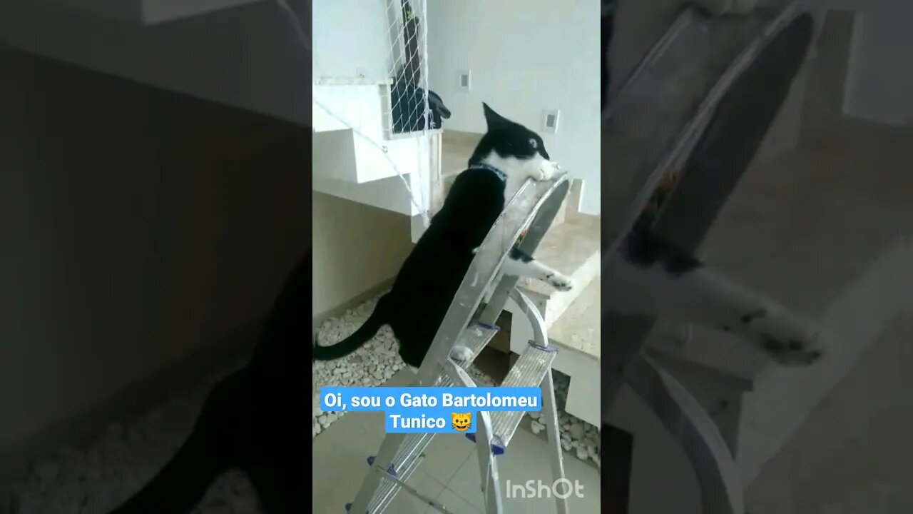 Gato Bartolomeu Tunico subindo a escada🙀