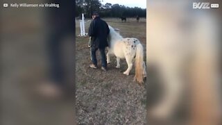 Pony ribelle trascina con sé l'addestratore