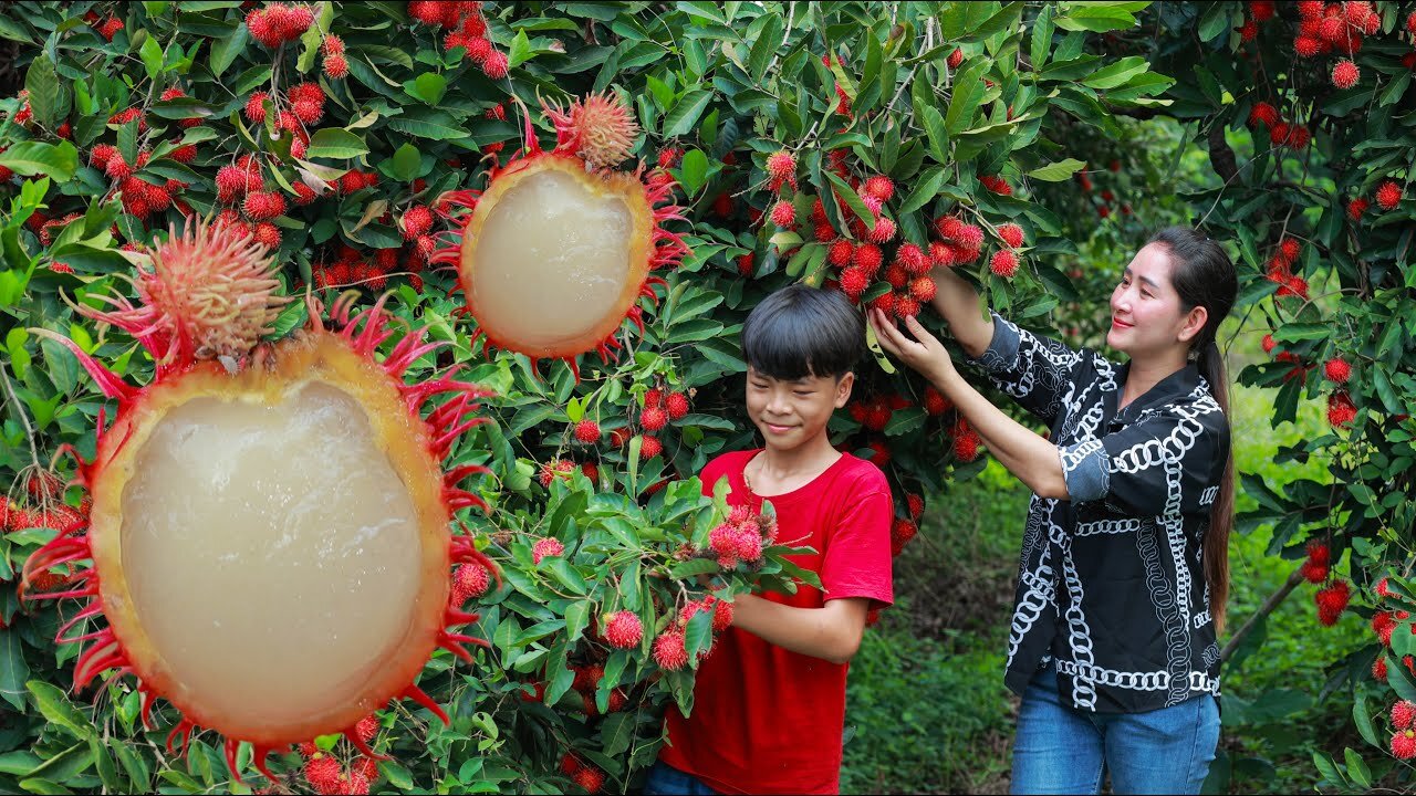 Extreme sweet Red Rambutan Harvest fruitful rambutan in my homeland Juicy rambutan eat cream