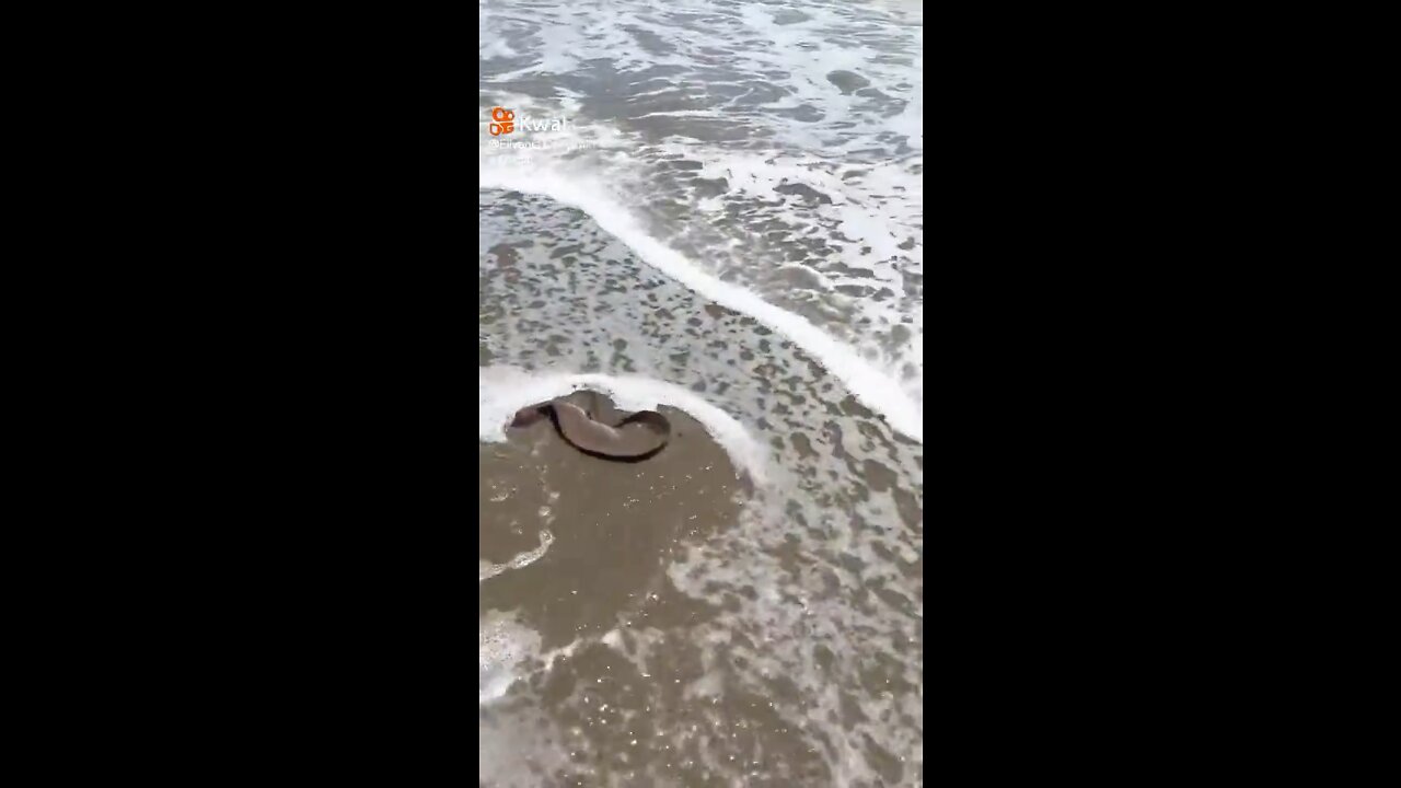 O peixe elétrico foi capturado na praia aqui no Brasil