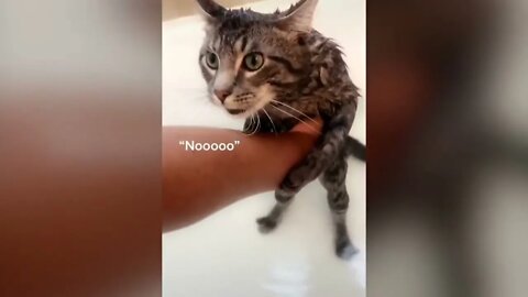 Cats talking