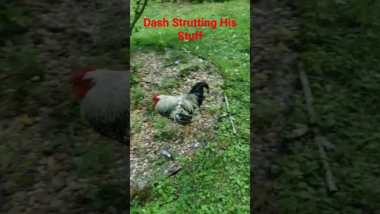 Well You Can Tell By The Way I Use My Walk Silver Lace Wyandotte #Rooster