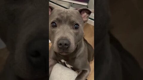 Cute puppy eyes 🥺🐶 #shorts #shortsvideo #pitbull #dog #cute #puppy #eyes