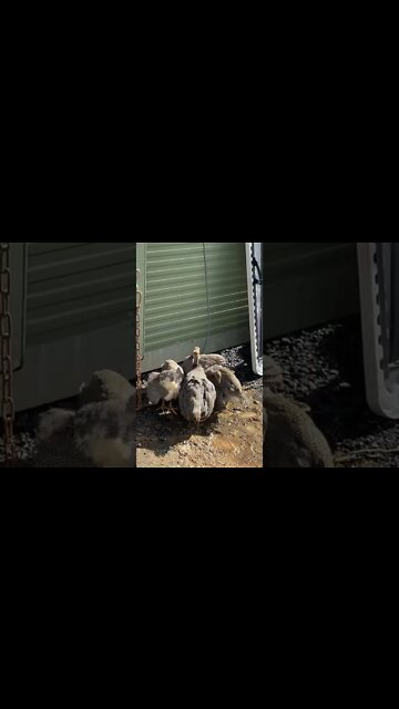 11 week guinea fowl keets peck peck peck