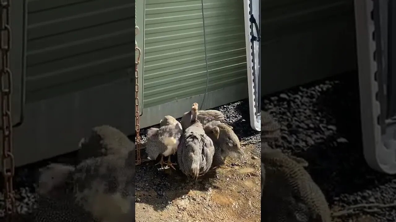 11 week guinea fowl keets peck peck peck