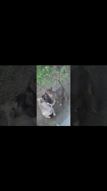 Собаки нашли клад