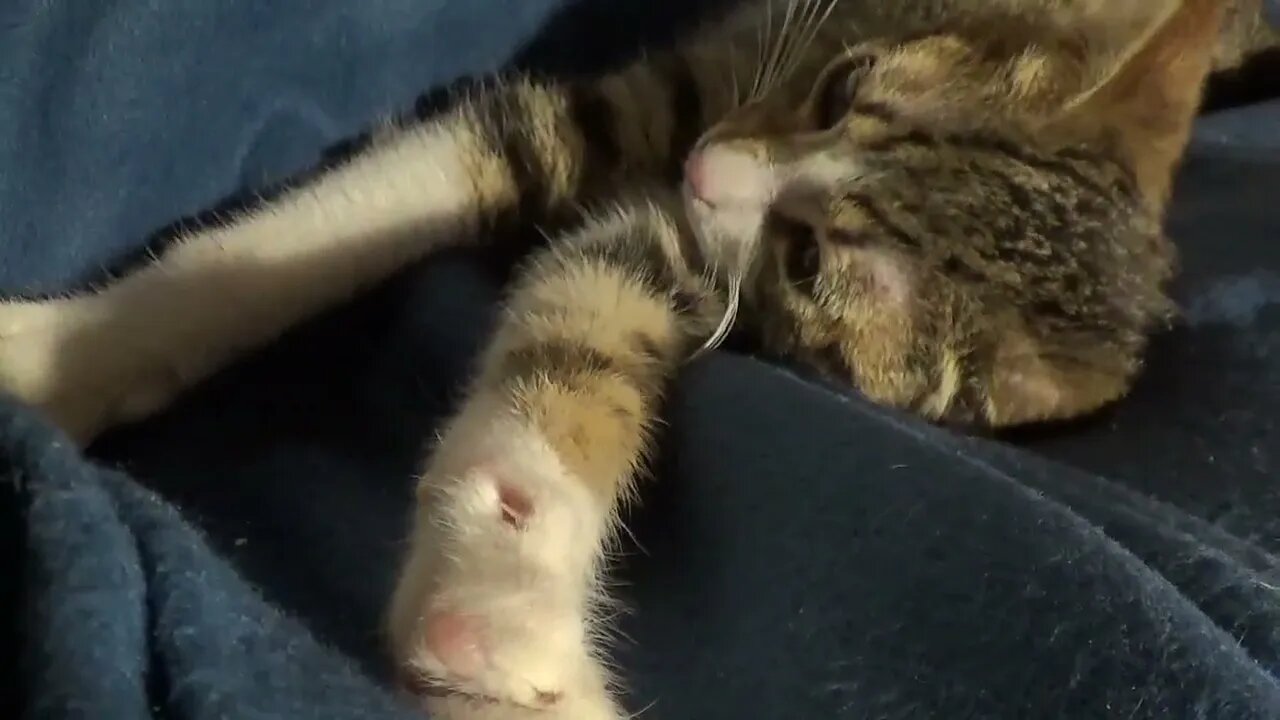 Cat ASMR Little Kitten Sleeps on the Blanket